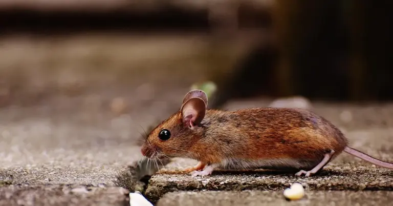 A small brown mouse with a pink tail and ears, standing on a rough concrete surface.