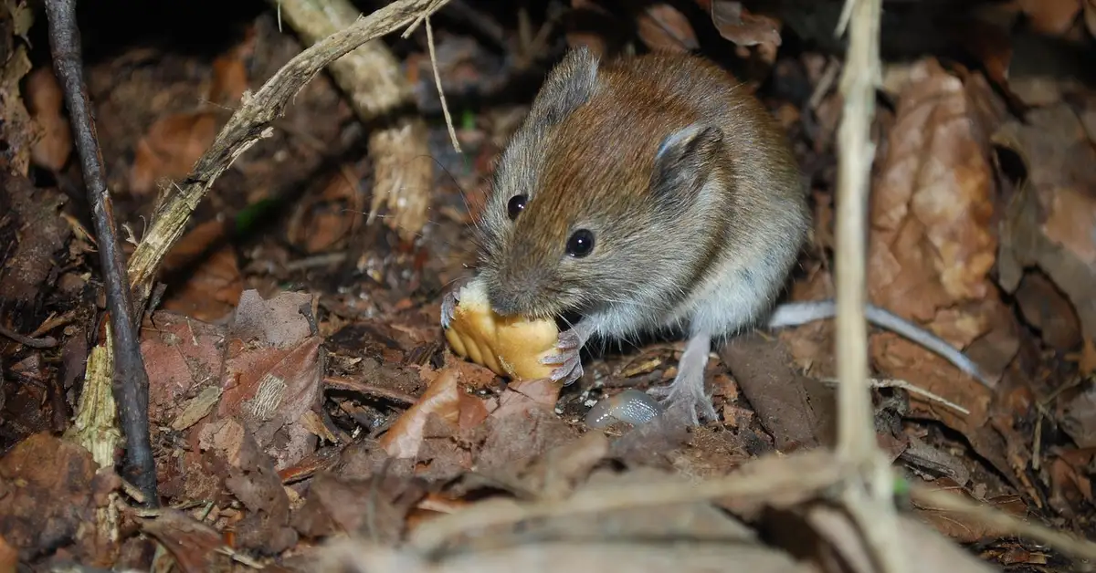 Brown mouse on leaf litter nibbling a piece of bread in a forest-floor setting.