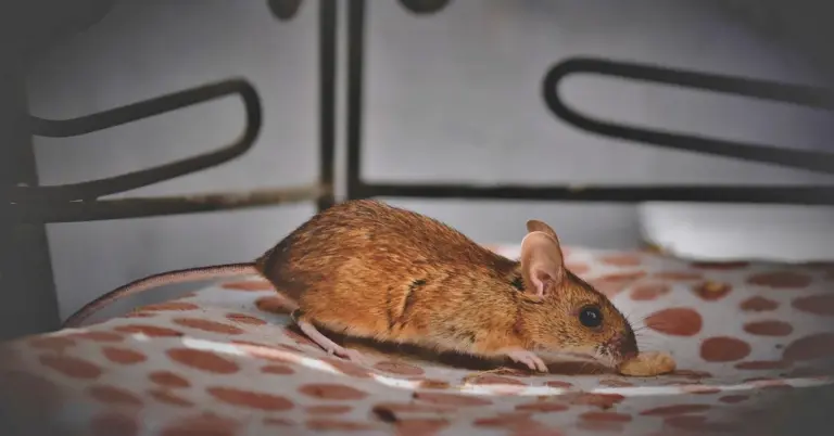 A small brown wild baby mouse on a pink and orange patterned blanket, nibbling a tiny crumb.