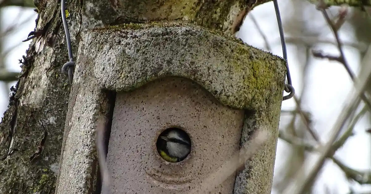 A close-up of a birdhouse nestled in a tree, illustrating a safe nesting environment.