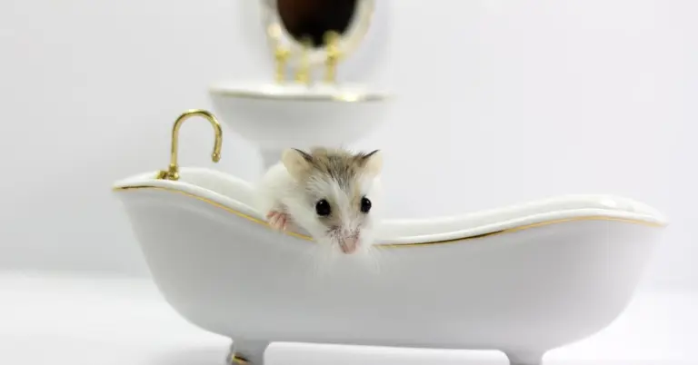 A mouse sitting in a miniature bathtub
