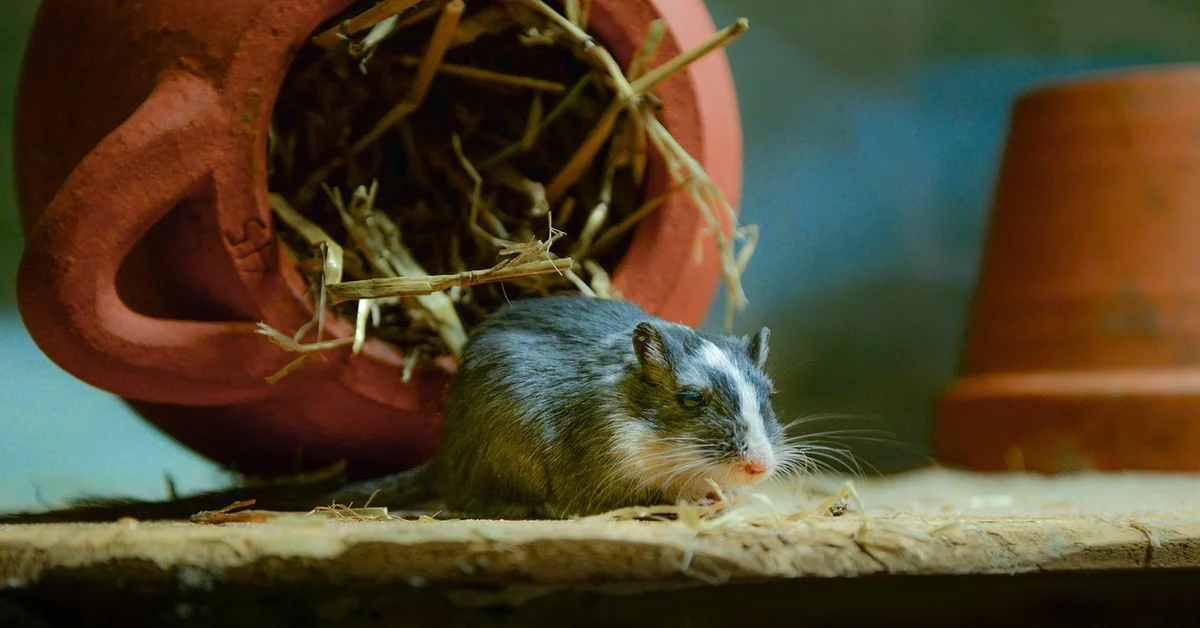 Small gray and white mouse resting on a wooden surface beside a terracotta pot filled with straw.