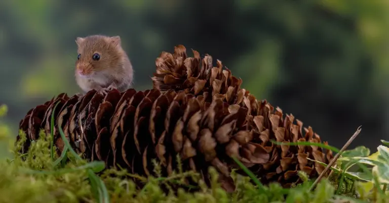 A small brown mouse perched on a large pine cone in a grassy, forest-like setting.