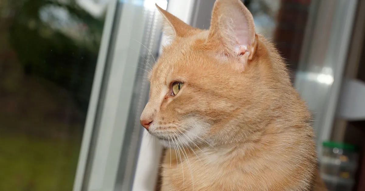 Close-up of an orange tabby cat looking out a window