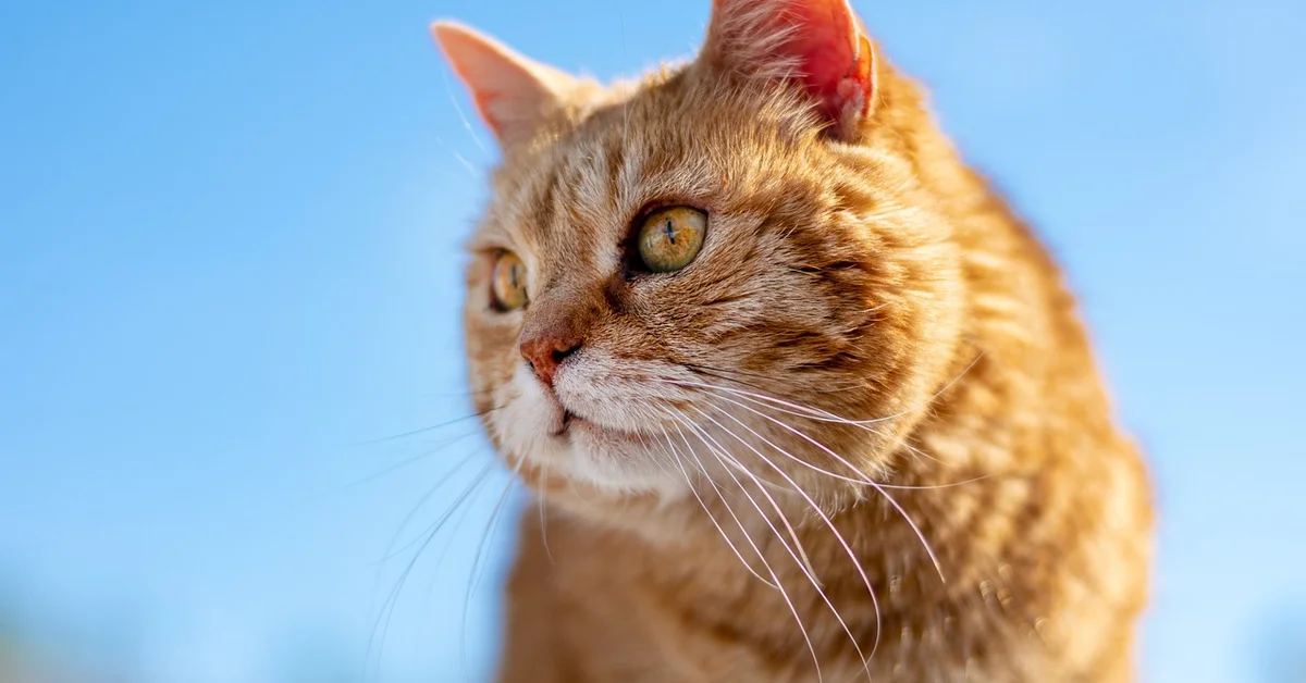 Close-up of an orange tabby cat against a clear blue sky.