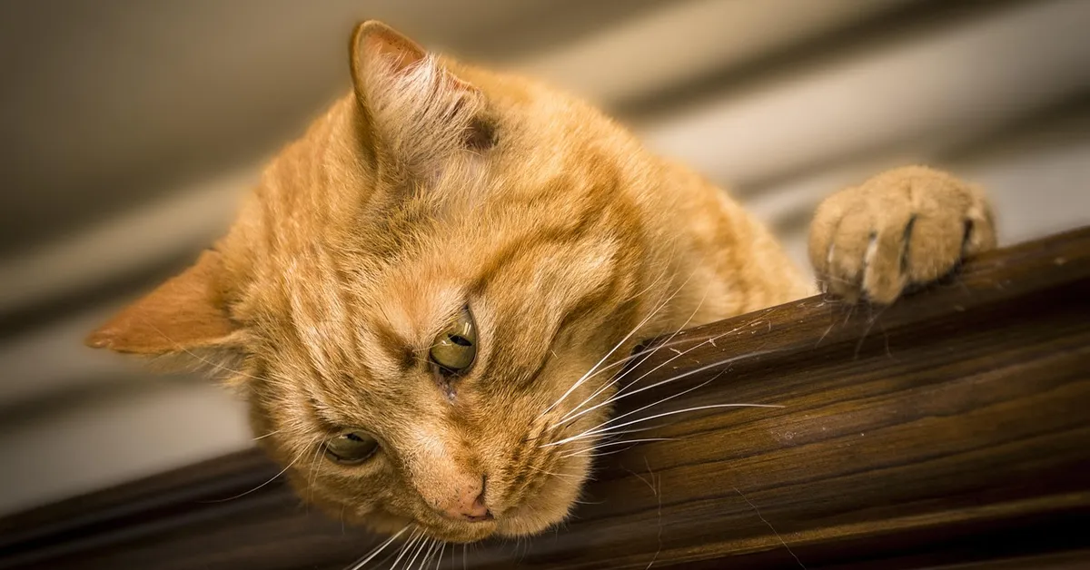 Close-up of an orange tabby cat with its head tilted and resting on a wooden ledge.