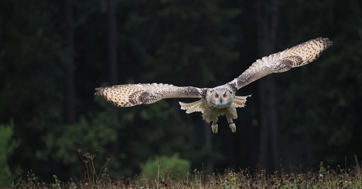 A grey-brown owl in mid-flight over a meadow with a dark forest backdrop, orange eyes focused ahead.