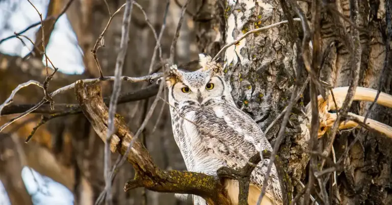 An owl perched on a branch in a tree, looking toward the camera