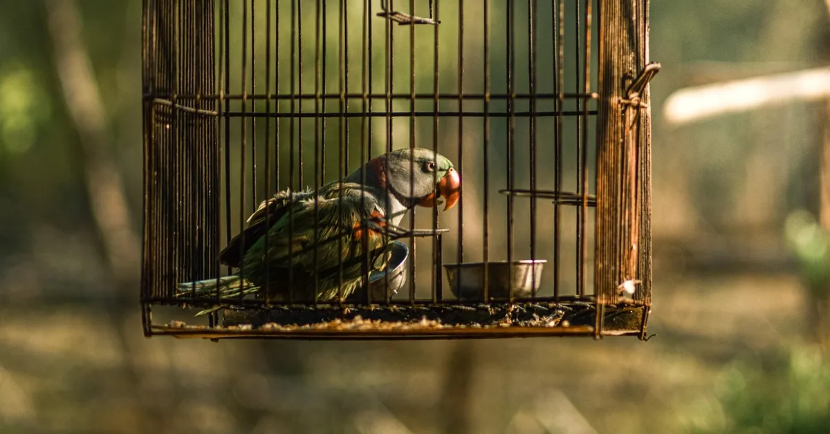 A green parrot sits inside a weathered metal cage, with a metal food bowl on the cage floor and a blurred outdoor background.