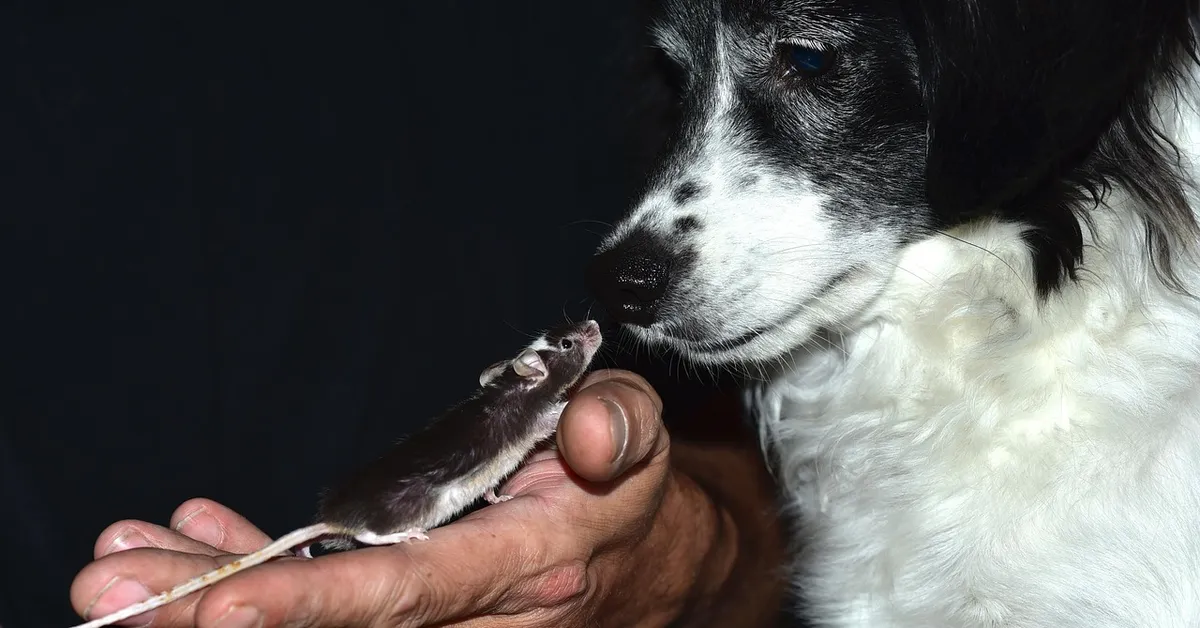 Close-up of a small mouse being held in a person's hand near the nose of a black-and-white dog, with a dark background.