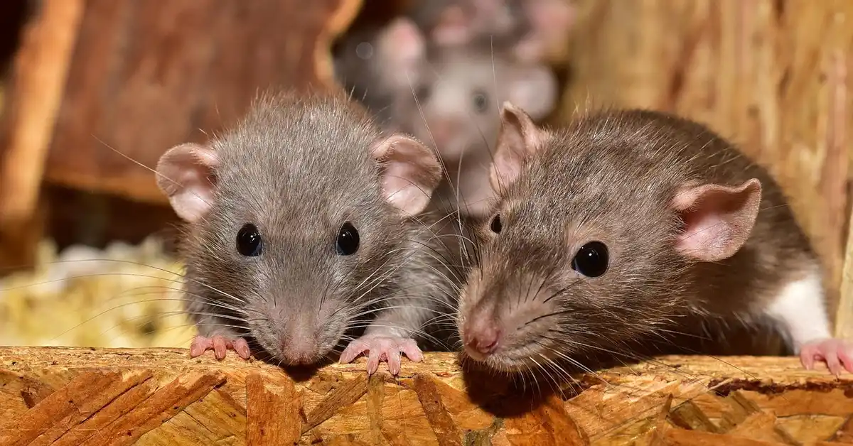 Two pet mice perched on a wooden ledge, looking at the camera.