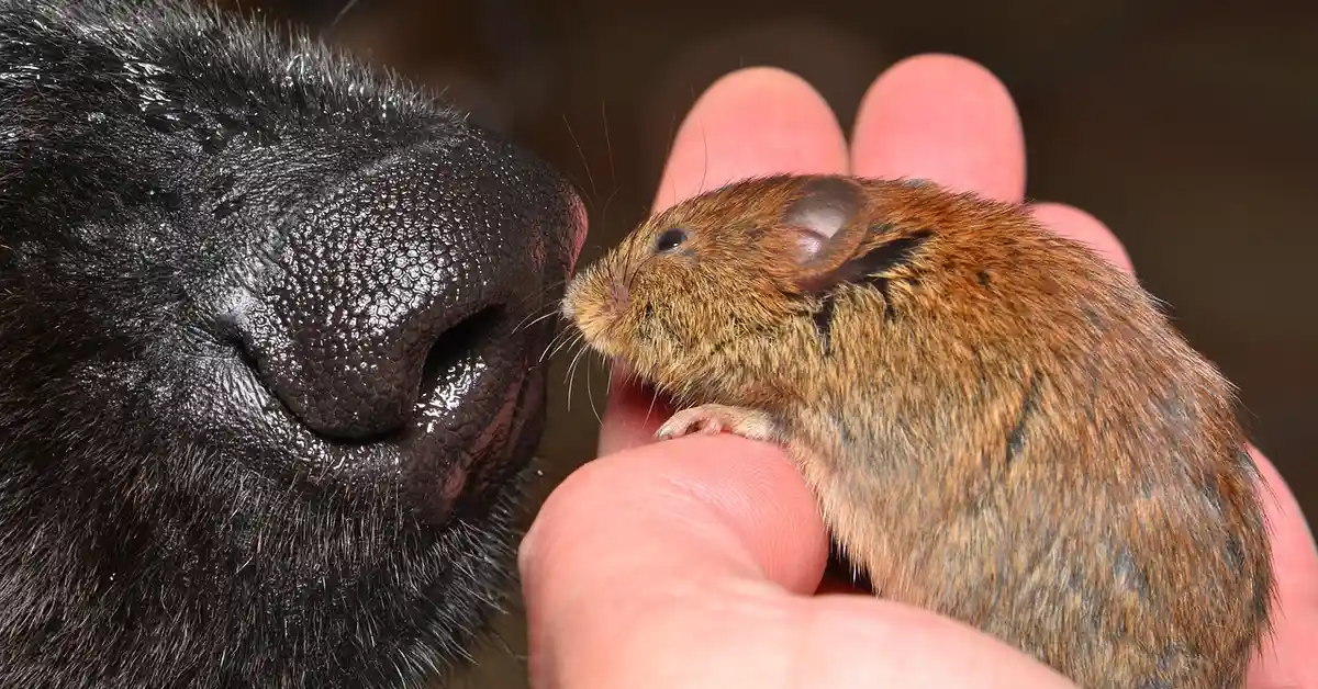 Close-up of a tiny brown pet mouse being gently held near a larger black dog's nose, illustrating close animal interaction.