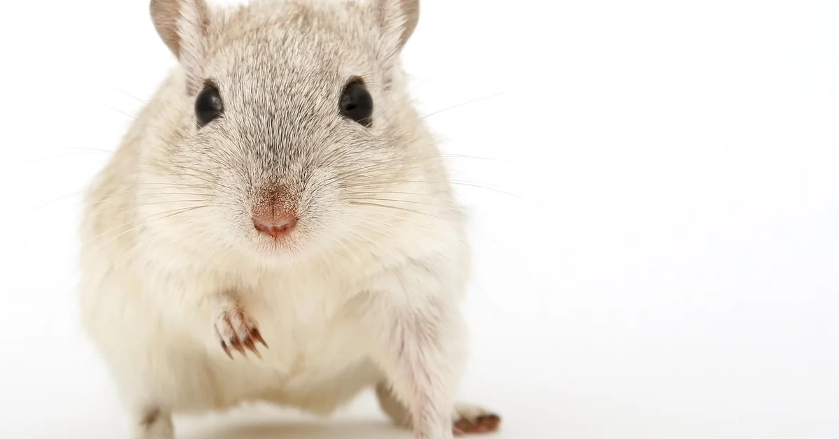 Close-up portrait of a light-colored pet mouse facing the camera