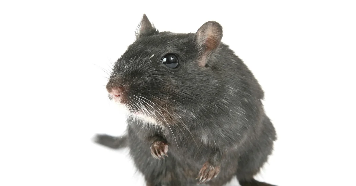 Close-up of a curious black pet mouse with white whiskers against a white background.