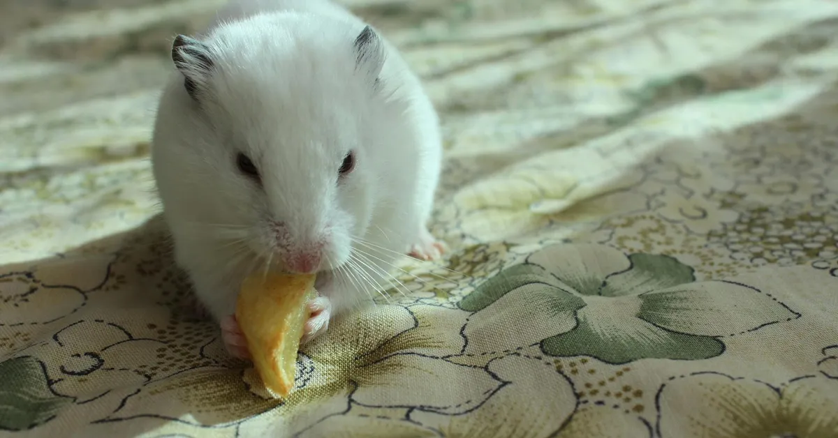 White pet mouse nibbling a yellow piece of fruit on a patterned blanket.