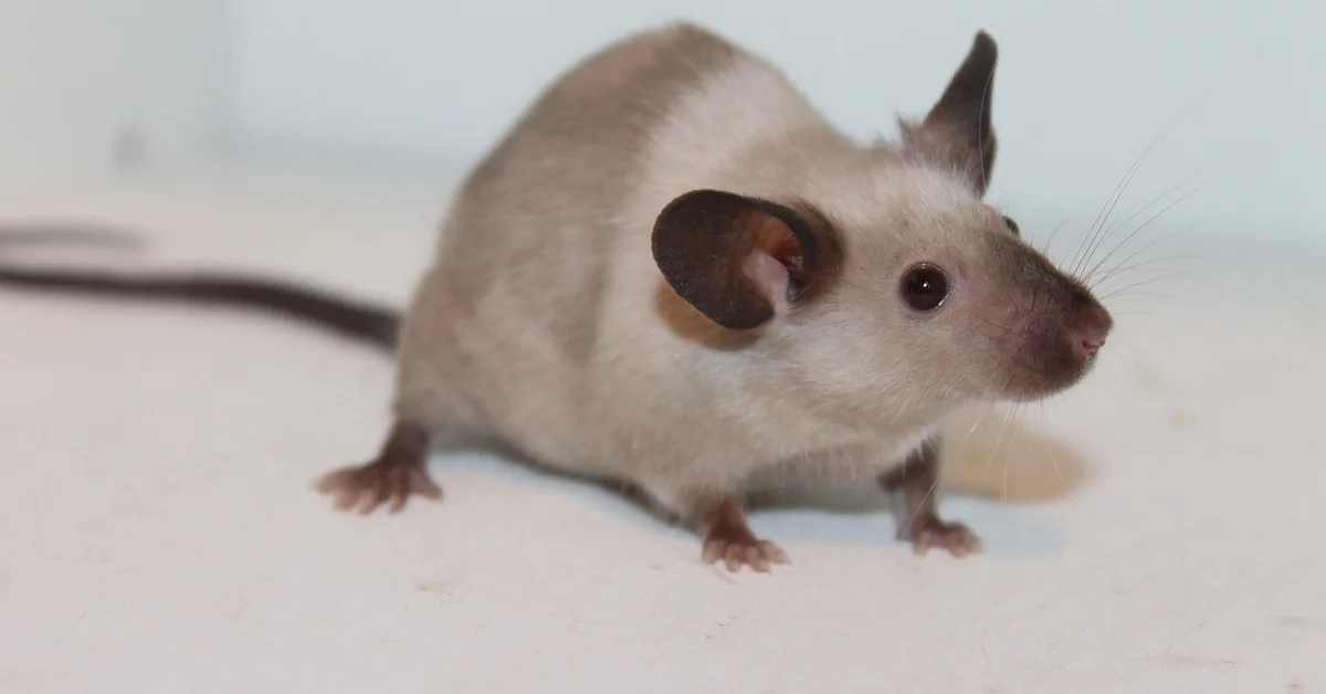 A small beige pet mouse on a light surface, facing the right, with prominent ears and whiskers.