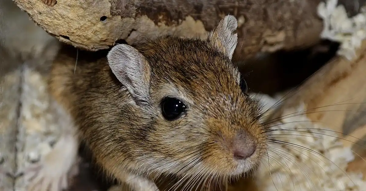 Close-up of a brown pet mouse peeking out from its cozy enclosure