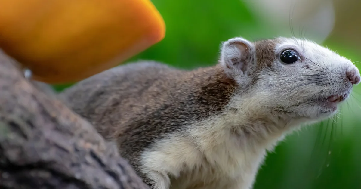 Close-up side profile of a small pet mouse with brown and white fur, a large black eye, and long whiskers, perched beside a rock with a blurred green background.