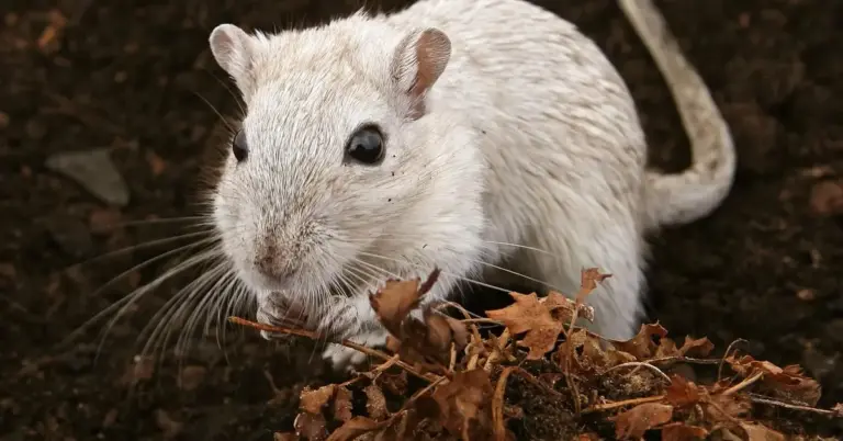 Close-up of a light gray pet mouse on dark soil, sniffing dried leaves