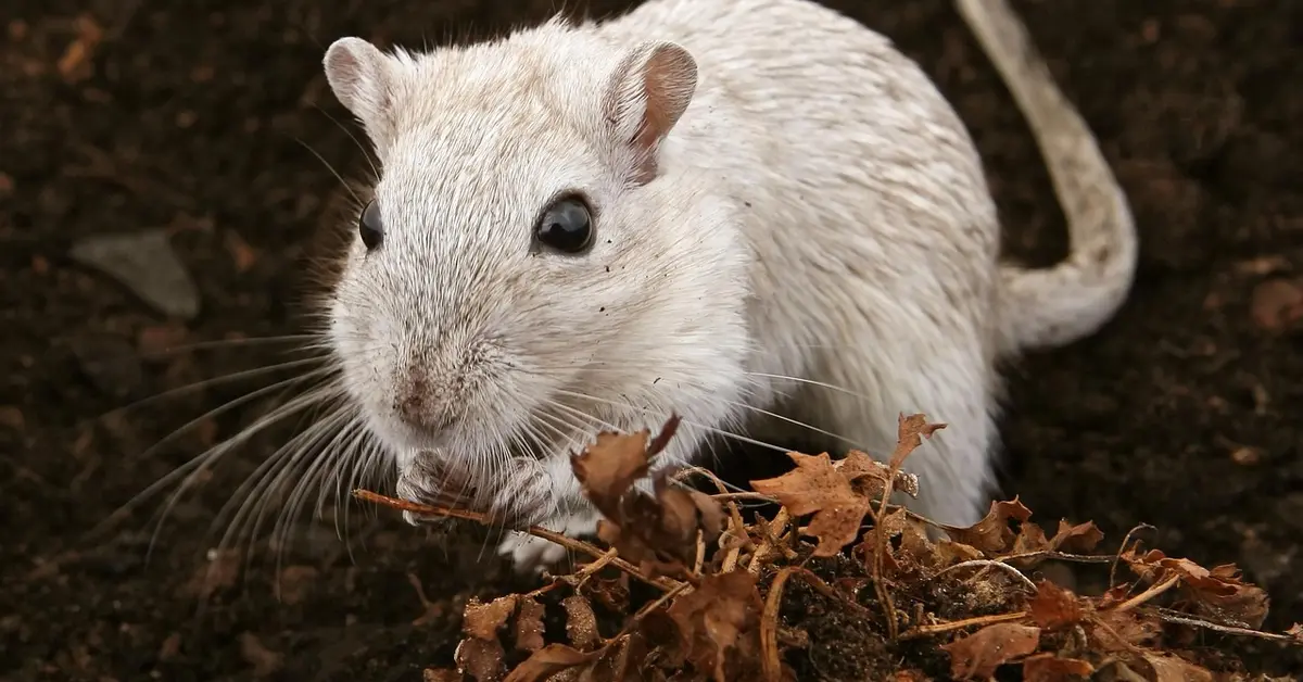 Close-up of a light gray pet mouse on dark soil, sniffing dried leaves