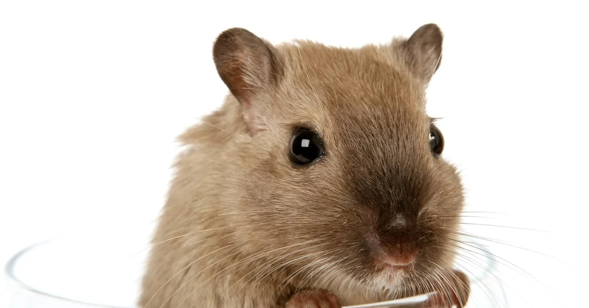 Close-up of a light brown pet mouse looking toward the camera against a white background.