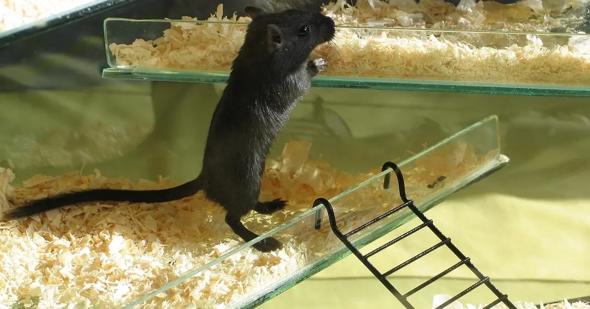 A small black pet mouse stands upright on its hind legs inside a glass enclosure, gripping the edge of a feeding tray with its front paws. Wood shavings cover the bottom and a black ladder sits in the foreground.