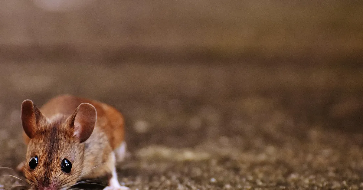 A close-up of a pet mouse exploring its surroundings.