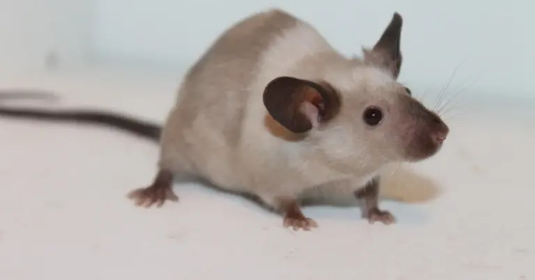 Close-up of a pet mouse