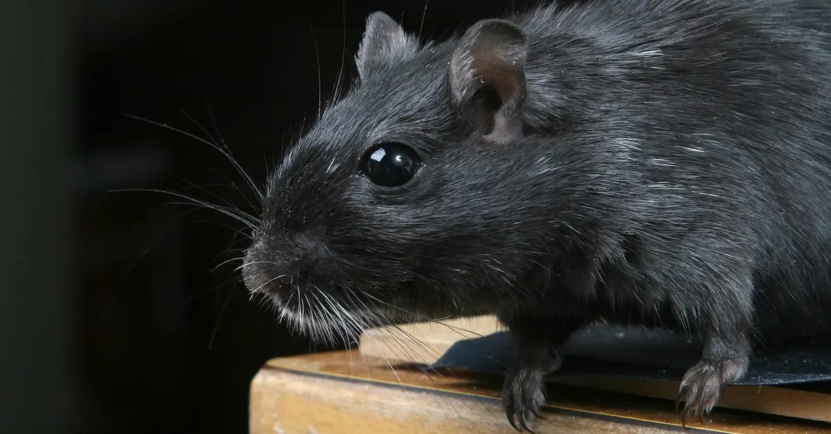 Close-up photo of a black pet mouse standing on a wooden surface, looking to the side.
