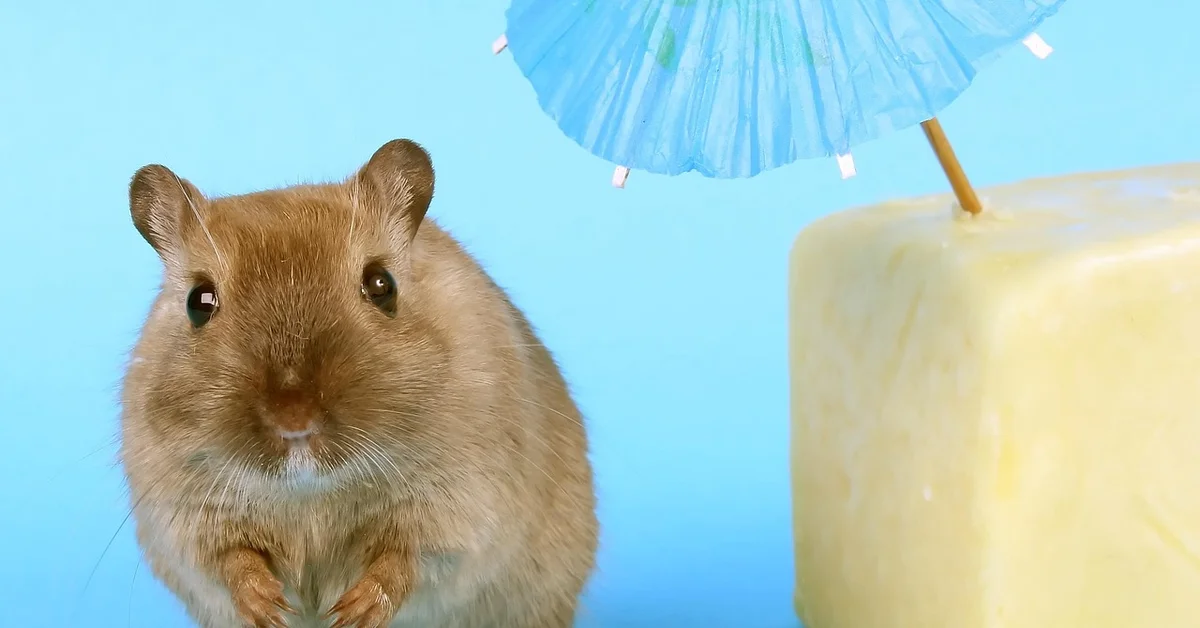 A pet mouse next to a yellow block and a blue umbrella.