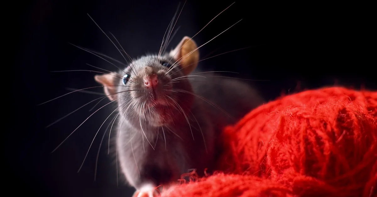 Close-up of a curious pet mouse on bright red yarn, looking upward.