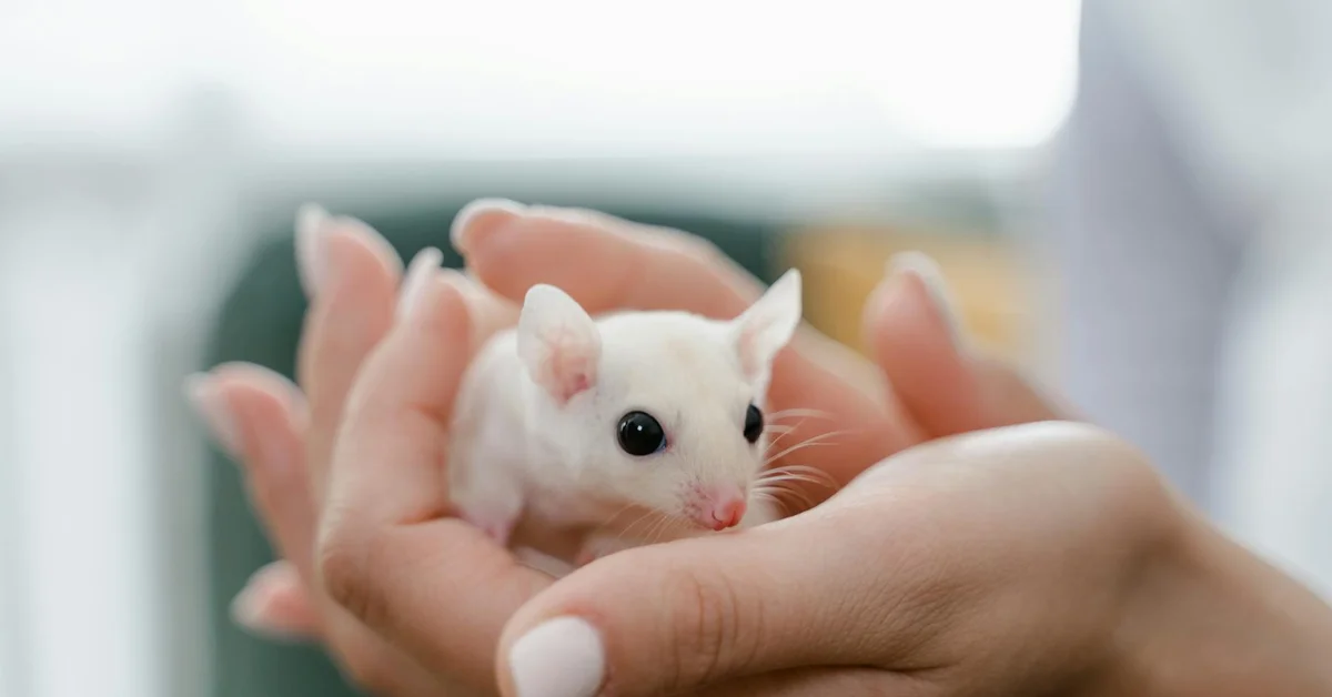 A person holding a white pet mouse in their hands