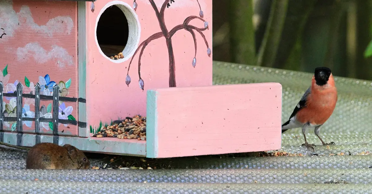 Small wild mouse near a pink decorative birdhouse with seeds spilled on the ground; a bullfinch stands on a mesh surface nearby.