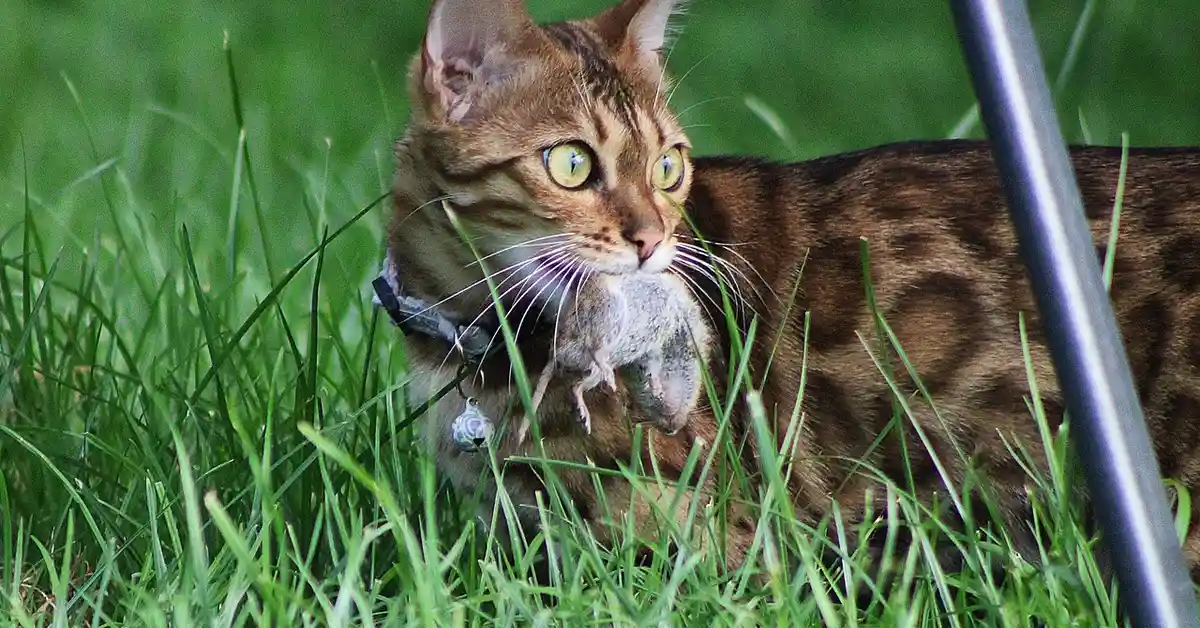 Domestic cat outdoors in tall grass with a mouse caught in its mouth