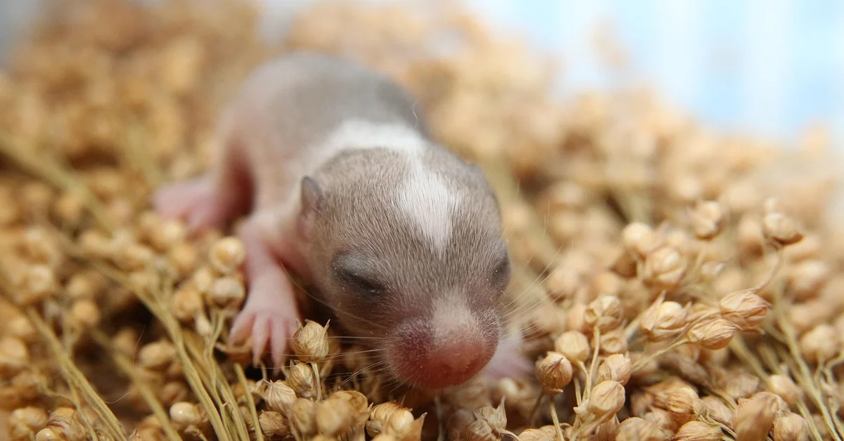 A tiny baby mouse sleeping among dried wheat heads