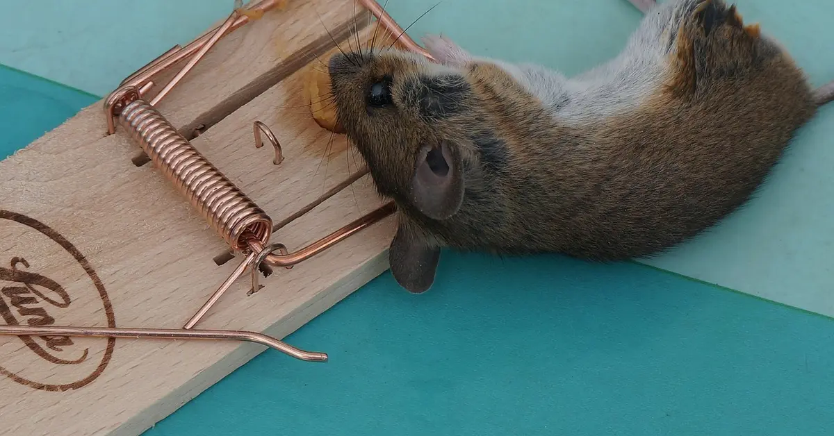 A small brown mouse investigates a wooden snap trap with a copper-colored metal spring on a turquoise surface.