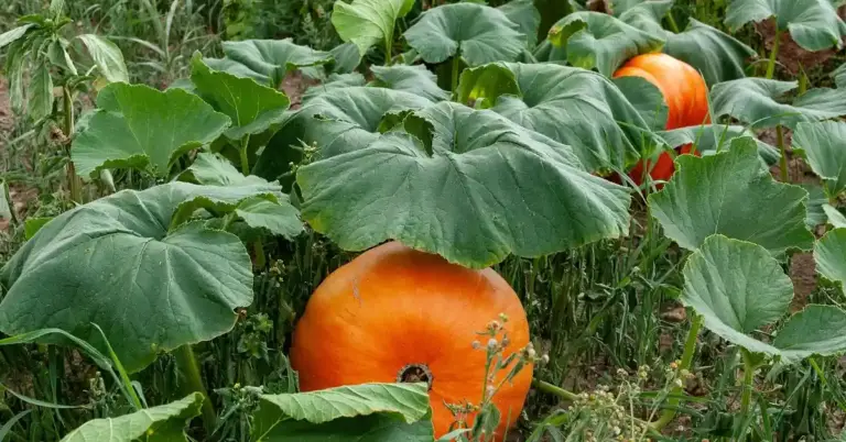 Healthy pumpkins surrounded by green leaves in a garden