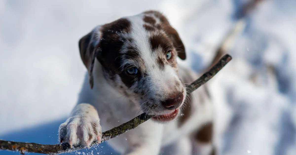 Puppy with brown and white fur chewing a stick in the snow.