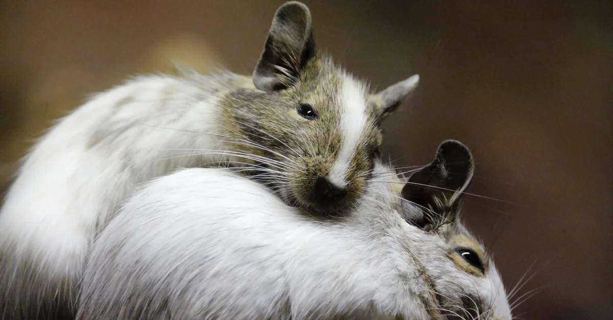Two young rodent pups with brown and white fur cuddle together in a close-up shot.