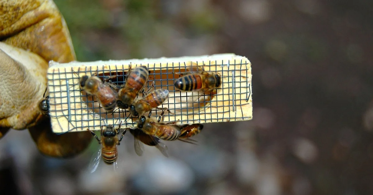 A gloved hand holds a small wooden block covered with a fine metal mesh, with several bees perched on it