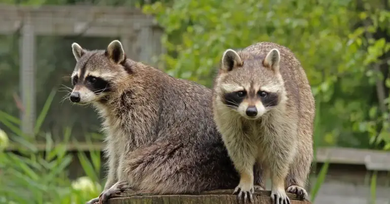 Two raccoons standing on a wooden surface outdoors with green foliage in the background; focus on their long facial whiskers (vibrissae).