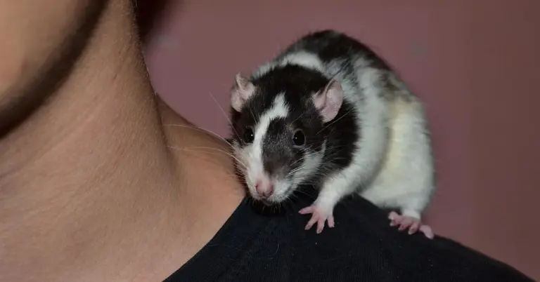 A black and white domestic rat perched on a person's shoulder.