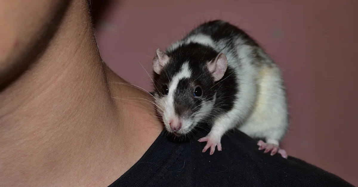 A black and white domestic rat perched on a person's shoulder.