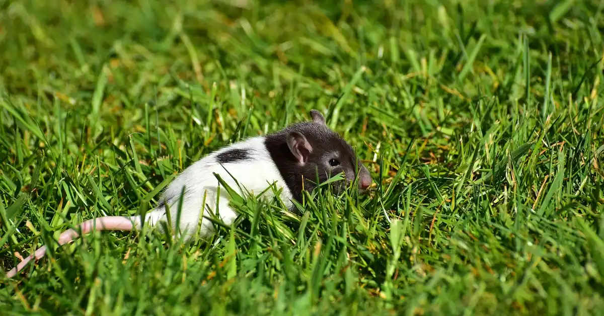 A black and white rat crouching in lush green grass.