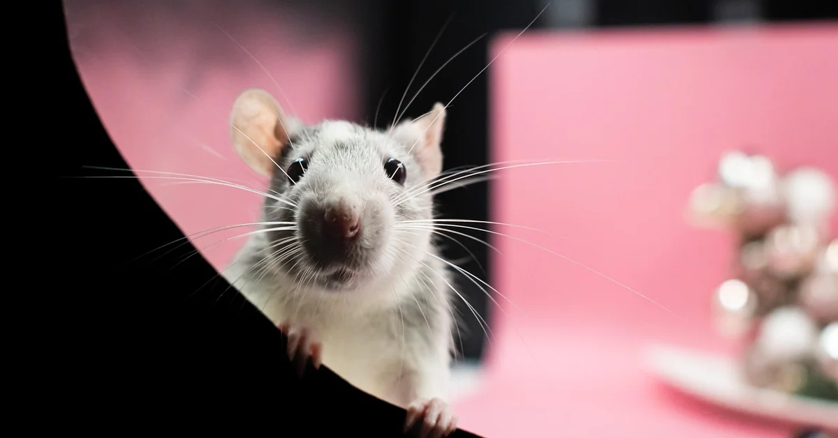 Close-up of a curious white rat peering over the edge of a barrier against a pink backdrop, illustrating rodents used in maze-learning research.