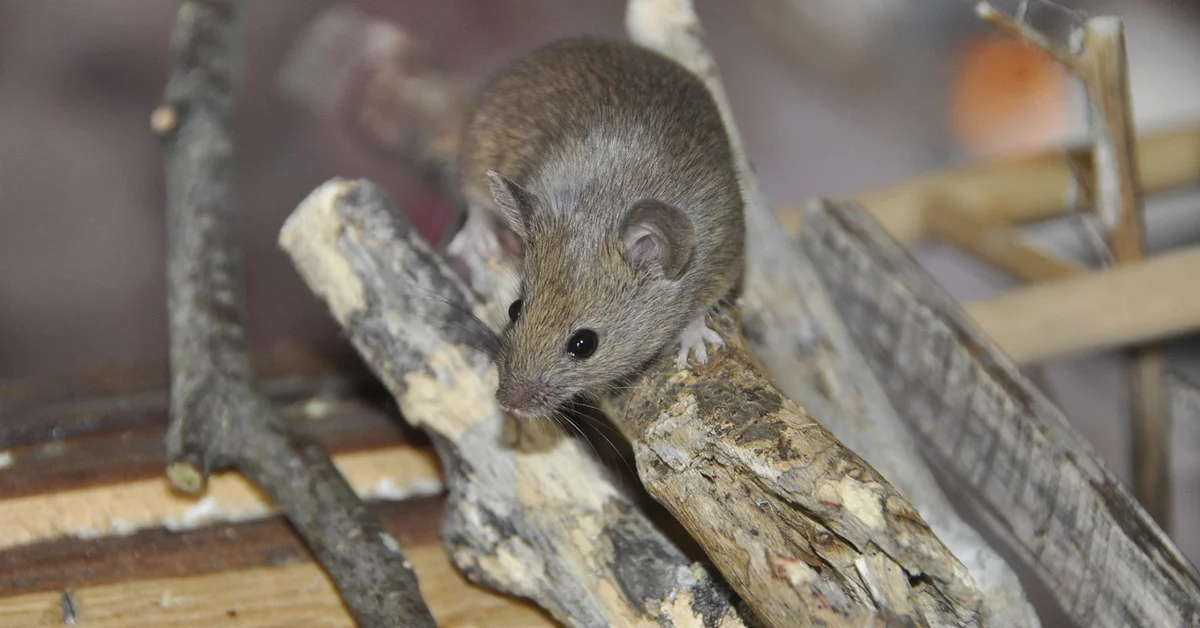 A small brown rat perched on a textured wooden branch indoors, its dark eyes alert and whiskers forward.