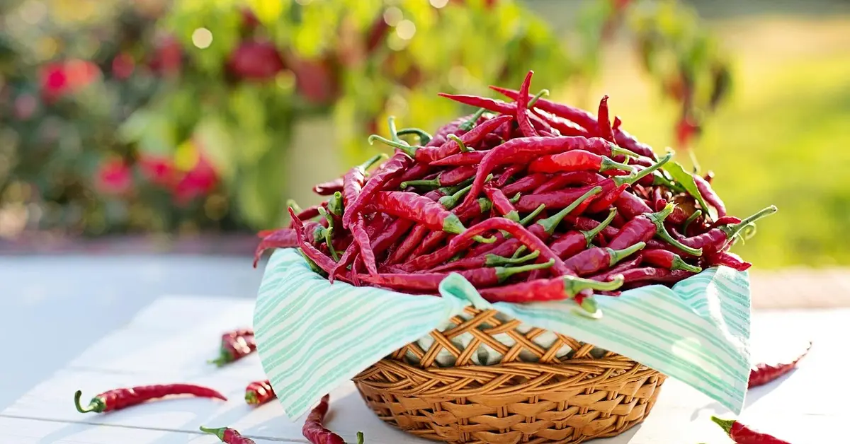 A basket overflowing with bright red cayenne peppers lined with a light green striped cloth