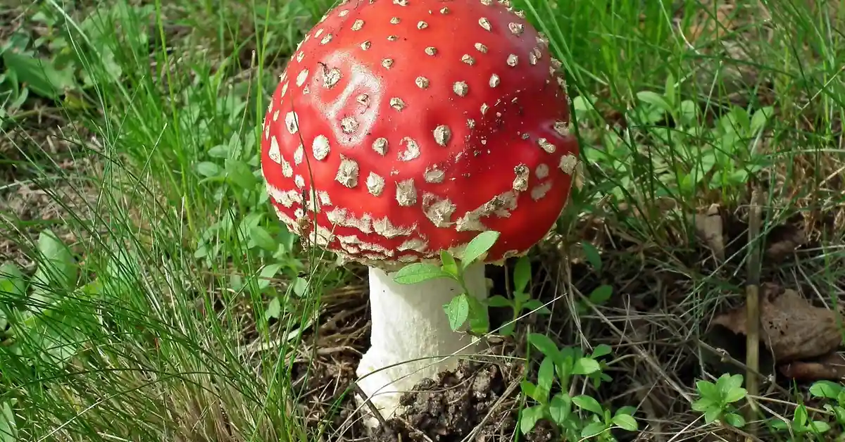 Red fly agaric mushroom (Amanita muscaria) with white spots growing in grass