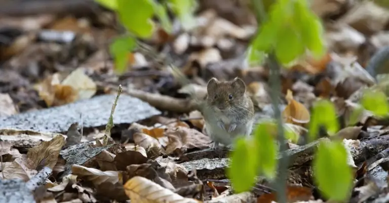 Small brown woodland mouse on a leaf-covered forest floor
