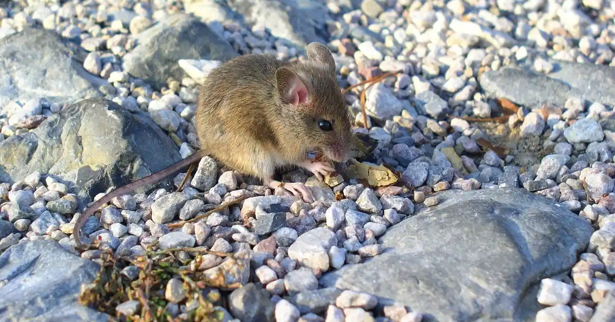 A small brown mouse-like rodent on a rocky gravel surface
